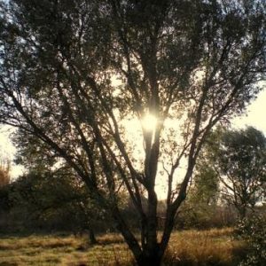 SANYO DIGITAL CAMERA